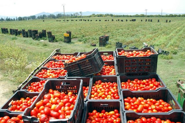 tomates
