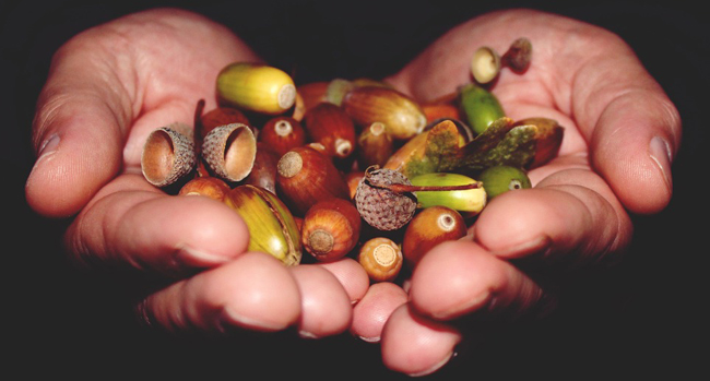 Le gland, un fruit à valoriser - La Dépêche de Kabylie